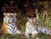 Odisha Wildlife Tour