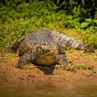 crocodile